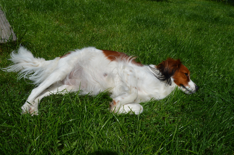 Kooikerhondje vom Fantasieschloss