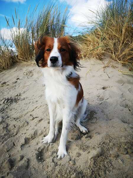 Kooikerhondje vom Fantasieschloss